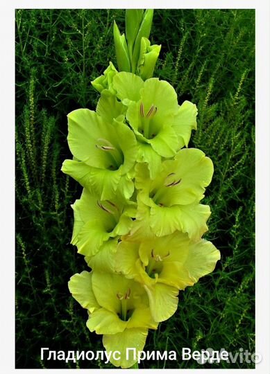 Гладиолусы