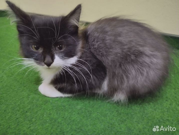 Черный котенок