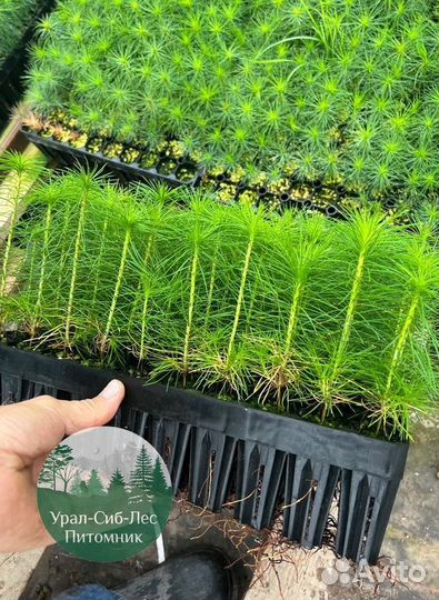 Зкс и окс Сосна Ель Лиственница сеянцы Голуб горн
