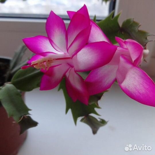 Шлюмбергера (декабрист)