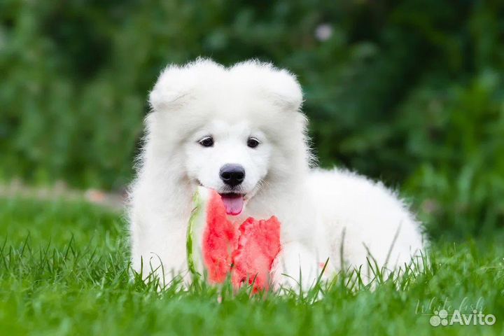 Самоедская лайка