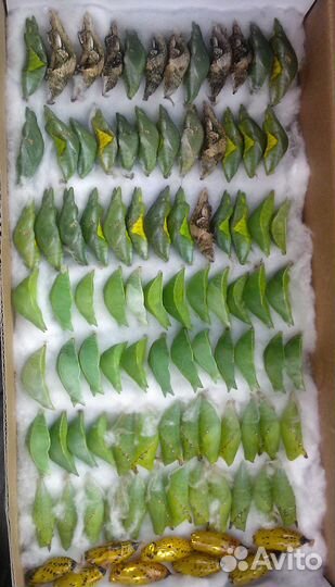 Куколки бабочек для мини ферм оптом