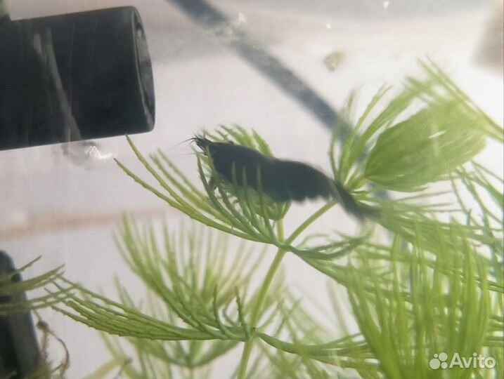 Креветки блю дрим