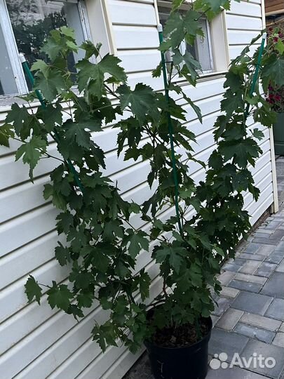 Саженцы винограда