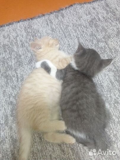 Котята отдам бесплатно