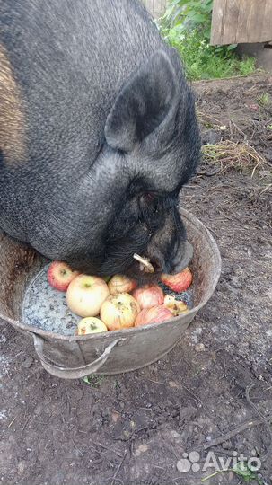 Рабочий хряк