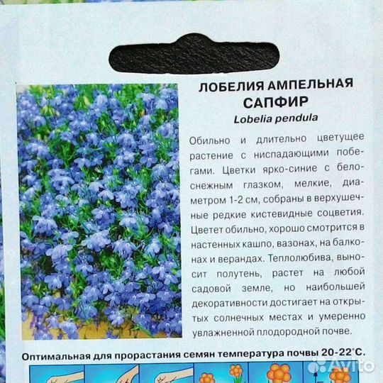 Лобелия ампельная