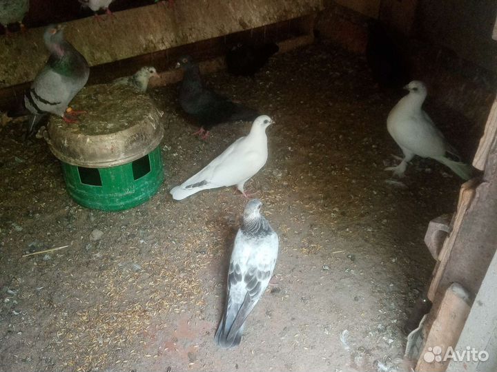 Продажа голубей