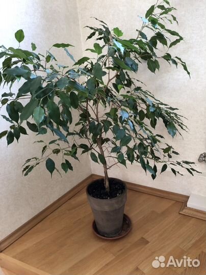 Фикус бенджамина