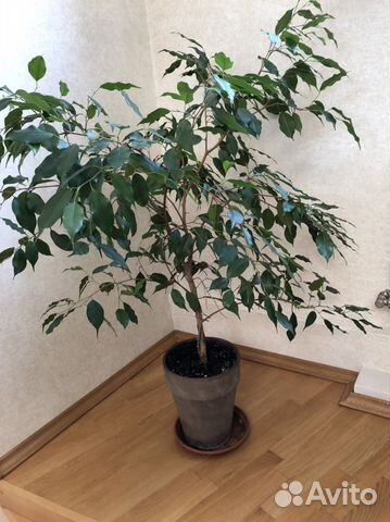 Фикус бенджамина