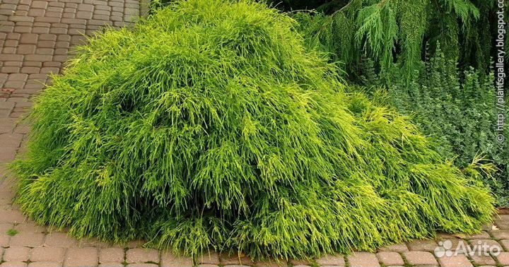 Кипарисовник горохоплодный филифера нана