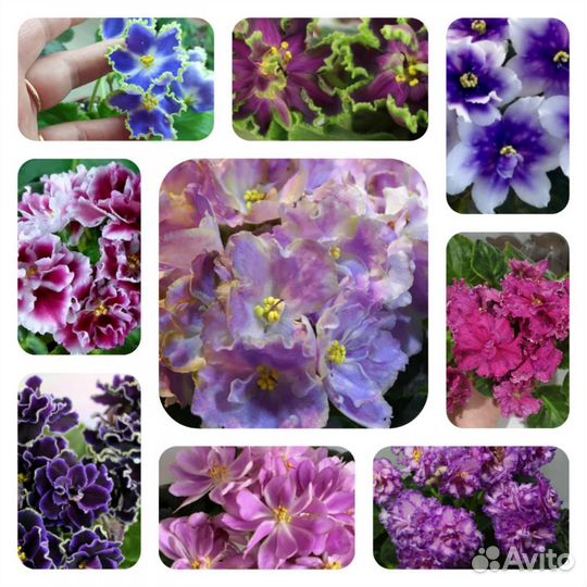 Детки сортовых фиалок