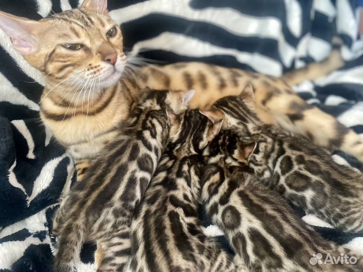Бенгальские котята