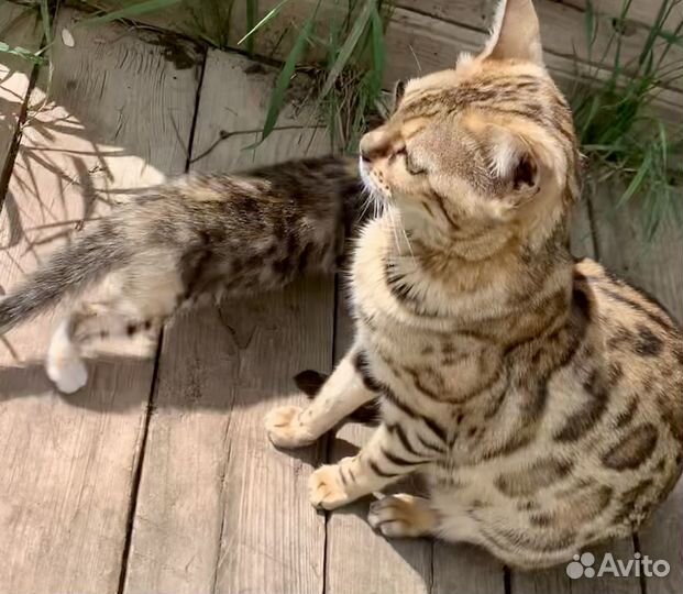 Бенгальская