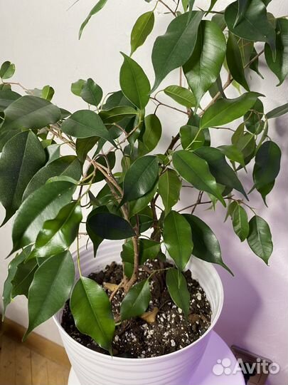 Фикусы бенджамина