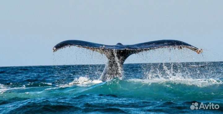 Поиск китов. Териберка