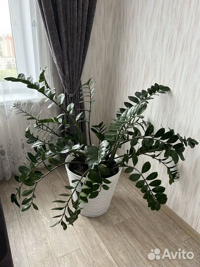 Замиокулькас