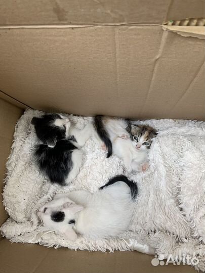Котята в добрые руки даром