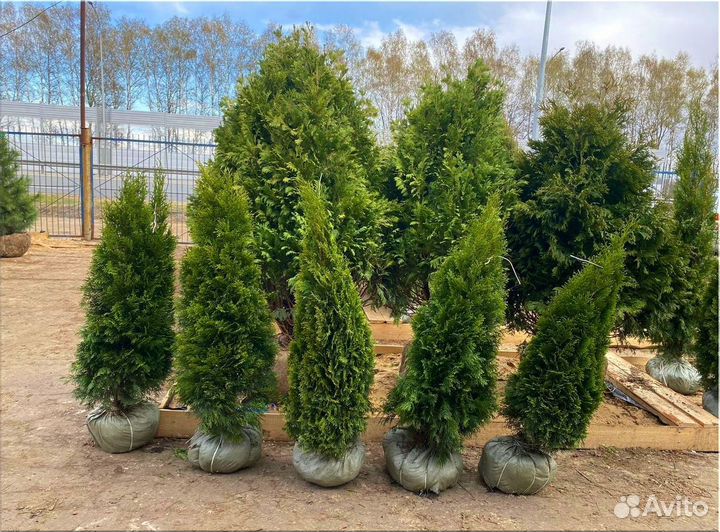 Туя Смарагд/Оптом