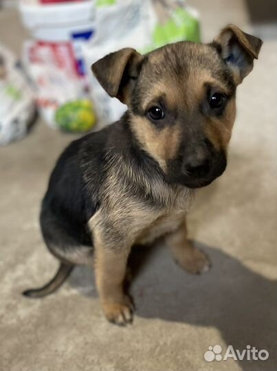 Щенки в дар