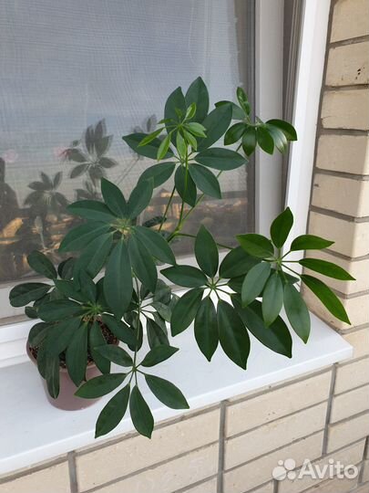 Шефлера, клеродендрум, каланхоэ, сансевиерия