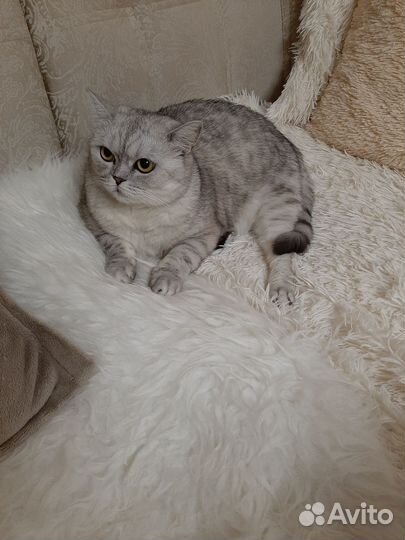 Британская