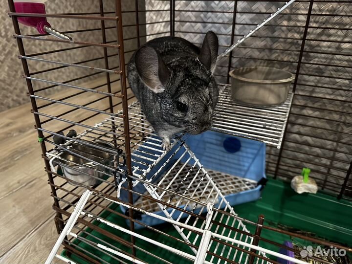 Шиншилла девочка с Родословной