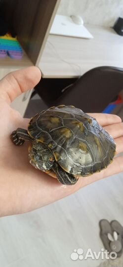 Черепаха
