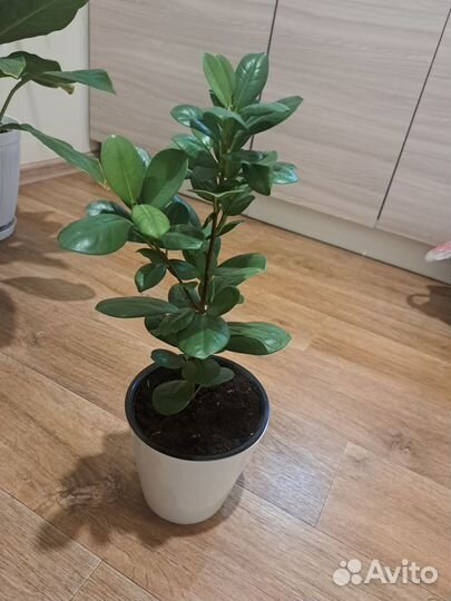 Фикус мокламе