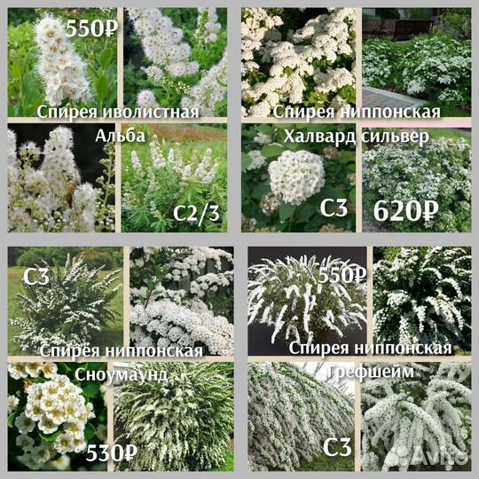 Спирея сорт