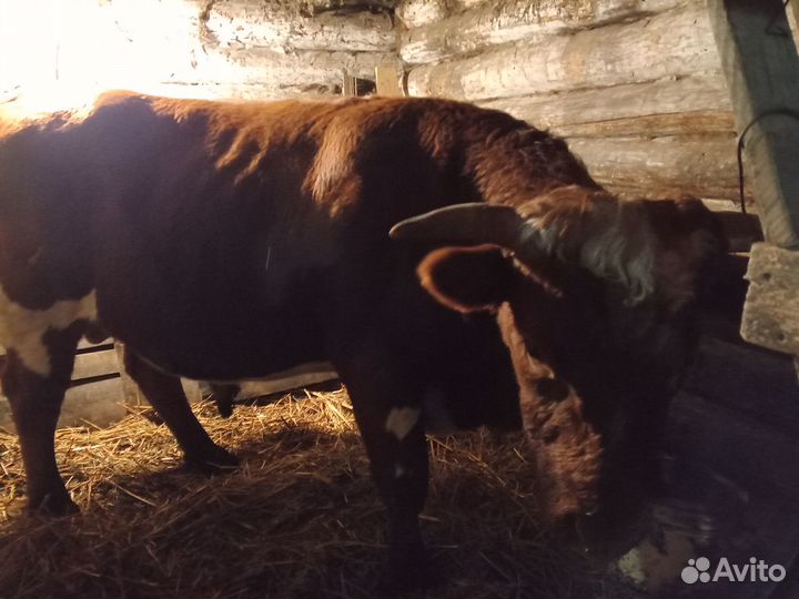 Бык на мясо или на племя
