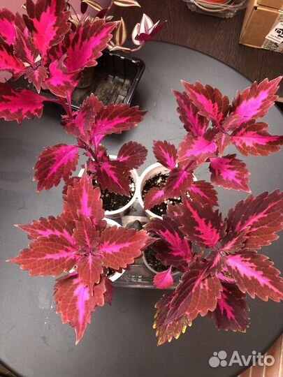 Традесканция, колеус, бальзамин, рео - обмен