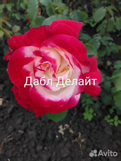 Саженцы роз