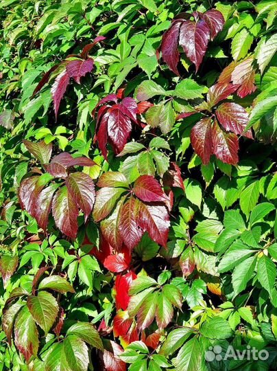 Девичий виноград