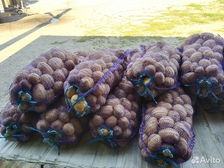 Продам картофель оптом