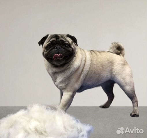 Стрижка собак и кошек