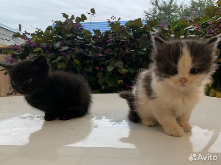 Котята ищут дом