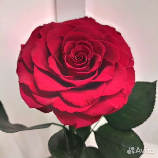 Роза в колбе