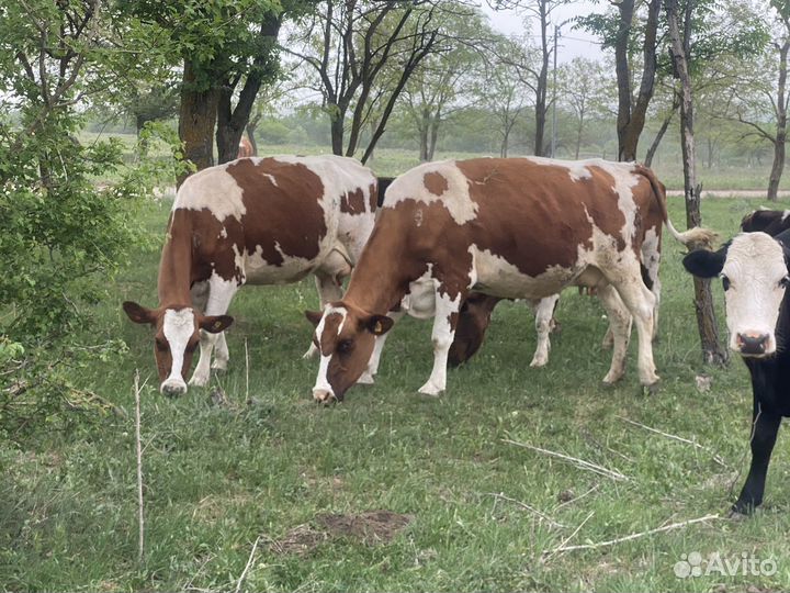 Коровы дойные молочные