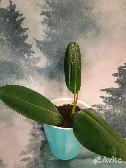 Комнатные растения