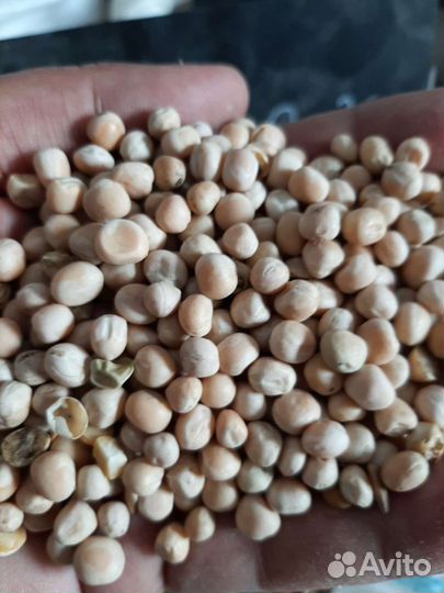 Горох кормовой