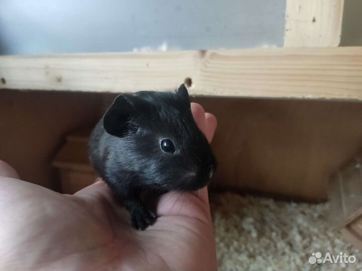 Морская свинка