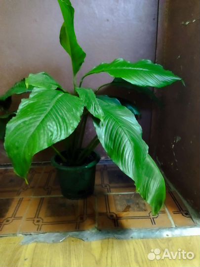 Спатифиллум