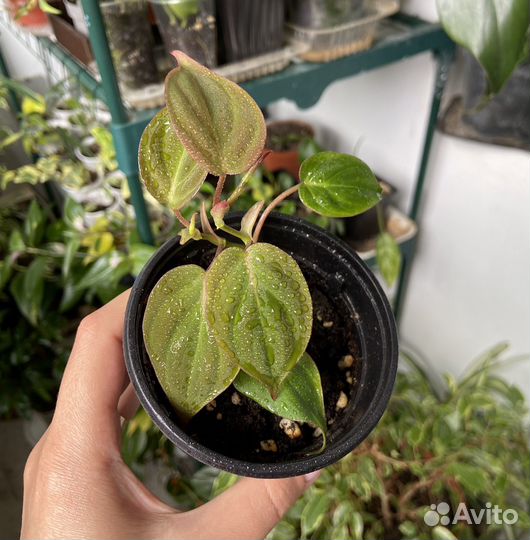 Филодендрон Скандекс Миканс бархатный