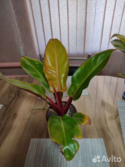 Филодендрон принц оранж