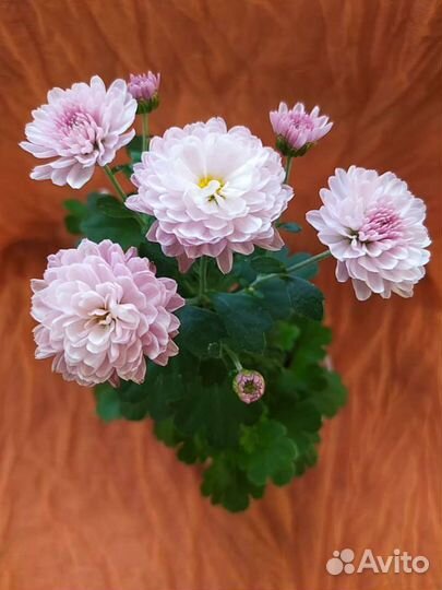 Хризантема мультифлора розовая