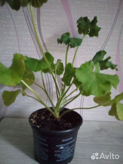 Пеларгония Ю Царская невеста