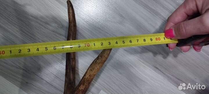 Продам рога лося