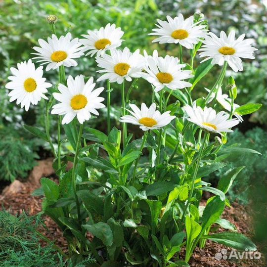 Многолетние цветы