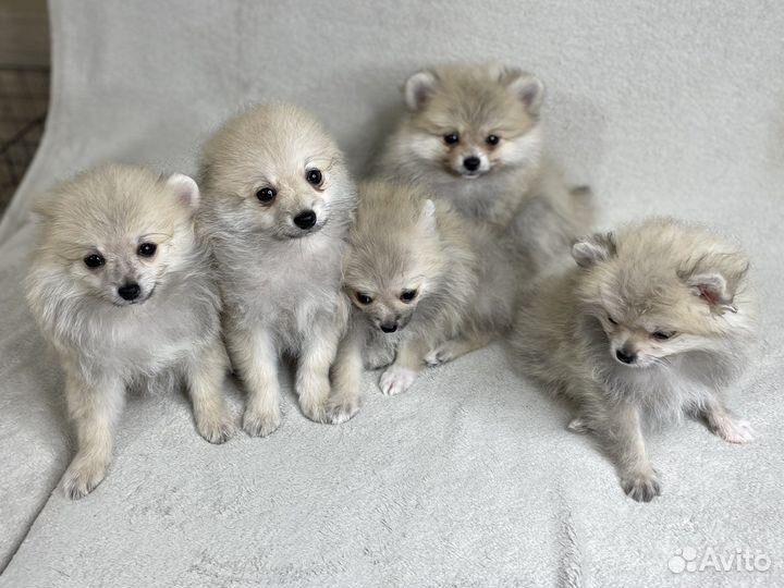 Щенки померанского шпица
